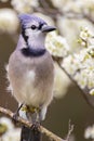 Bluejay Perching in a Plum Tree