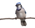 Bluejay ponder its next move Royalty Free Stock Photo