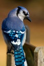 Bluejay on Post Royalty Free Stock Photo
