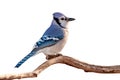 Bluejay Profiled on a Branch Royalty Free Stock Photo