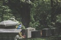 A Bluejay sitting on a gravestone at Sleepy Hollow Cemetary, Upstate New York