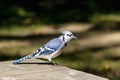 Bluejay Royalty Free Stock Photo