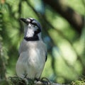 Bluejay sitting in a pine tree.