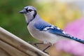 Bluejay