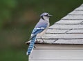 Bluejay