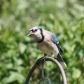 Bluejay sitting on top of a shepherd hook.