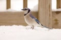 Bluejay in the snow Royalty Free Stock Photo