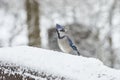 A bluejay with snow on its beak