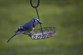 Bluejay in Spring