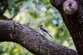 Bluejay staning on a tree branch