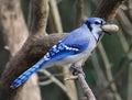 Bluejay Royalty Free Stock Photo