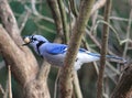 Bluejay Royalty Free Stock Photo
