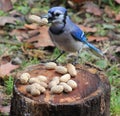 Bluejay Royalty Free Stock Photo