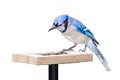 Bluejay On a Sunflower Seed Feeder