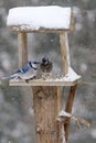 Bluejays on Backyard Feeder in Snowstorm