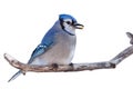 Bluejays Eats a Niblet of Corn Royalty Free Stock Photo