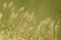 Bluejoint Reedgrass Growing by the River Royalty Free Stock Photo