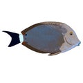 Blueline Surgeonfish Vector Illustration Royalty Free Stock Photo