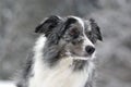 Bluemerle border collie Royalty Free Stock Photo