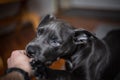 Bluenose pitbull biting on his owners hand Royalty Free Stock Photo