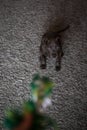 Bluenose pitbull looking at his green rope Royalty Free Stock Photo