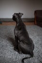 Bluenose pitbull looking at his owner Royalty Free Stock Photo