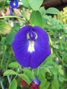 Bluepea flower Royalty Free Stock Photo