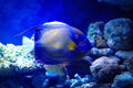 Bluering Angelfish Royalty Free Stock Photo