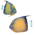 Bluering Angelfish Royalty Free Stock Photo