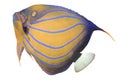 Bluering Angelfish Royalty Free Stock Photo