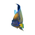 Bluering Angelfish Royalty Free Stock Photo