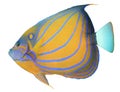 Bluering Angelfish Royalty Free Stock Photo