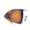 Bluering Angelfish Royalty Free Stock Photo