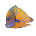 Bluering Angelfish Royalty Free Stock Photo