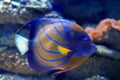 Bluering Angelfish Royalty Free Stock Photo