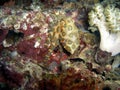 Bluering Octopus (Hapalochlaena Lunulata) in the filipino sea 2.1.2019