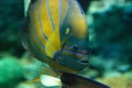 Blueringed angelfish Pomacanthus annularis Royalty Free Stock Photo