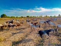 Bluesky and goats Royalty Free Stock Photo