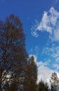 Bluesky north sky forest cloud clouds