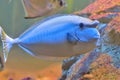 Bluespine unicornfish Royalty Free Stock Photo