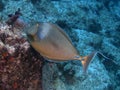 Bluespine unicornfish Royalty Free Stock Photo