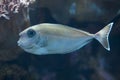 Bluespine unicornfish (Naso unicornis). Royalty Free Stock Photo