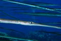 Bluespotted cornetfish Royalty Free Stock Photo