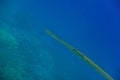bluespotted cornetfish in deep blue water portrait Royalty Free Stock Photo