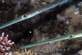 Bluespotted Cornetfish Fistularia commersonii Royalty Free Stock Photo