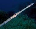 Bluespotted Cornetfish Fistularia commersonii in the Red Sea Royalty Free Stock Photo