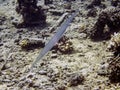 Bluespotted Cornetfish Fistularia commersonii Royalty Free Stock Photo