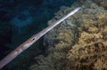 Bluespotted Cornetfish Fistularia commersonii in the Red Sea Royalty Free Stock Photo