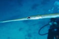 Bluespotted cornetfish Royalty Free Stock Photo