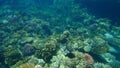 Bluespotted cornetfish, smooth cornetfish or smooth flutemouth Fistularia commersonii undersea, Red Sea Royalty Free Stock Photo